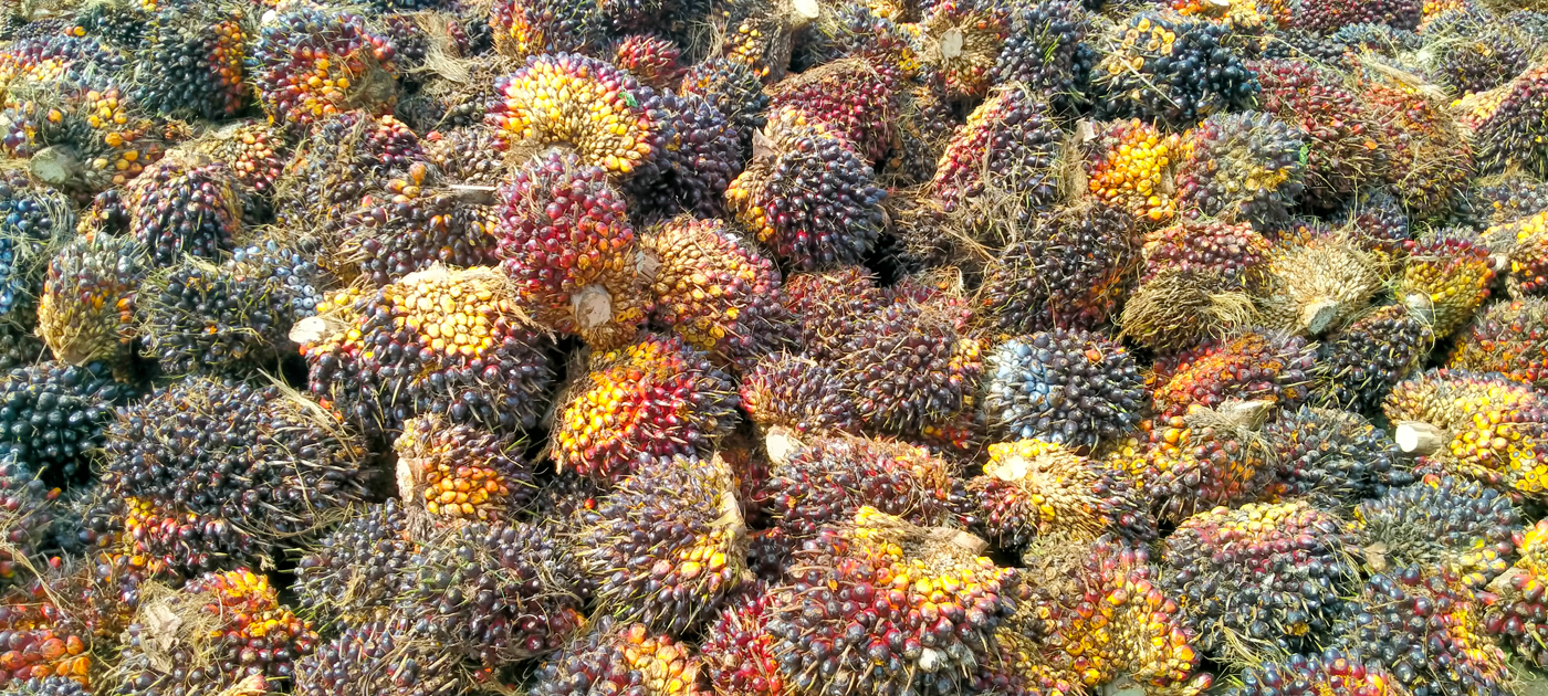 Palm Kernel Cake